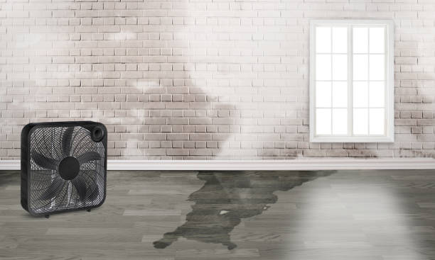 Best Water damage restoration near me  in Colma, CA